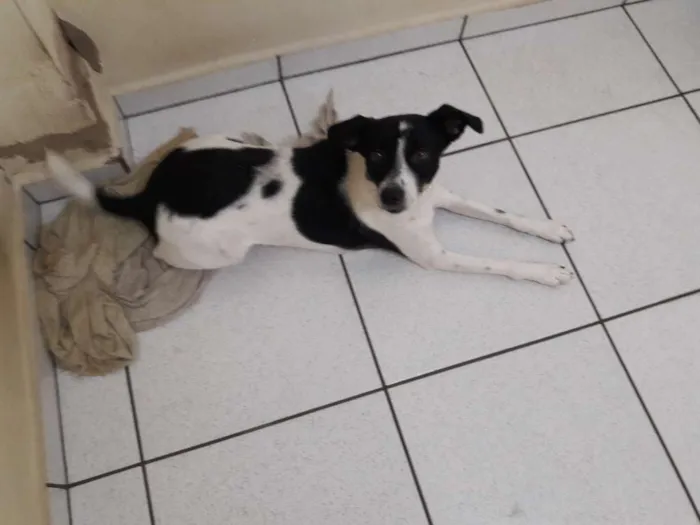 Cachorro ra a Vira lata idade 2 anos nome Max