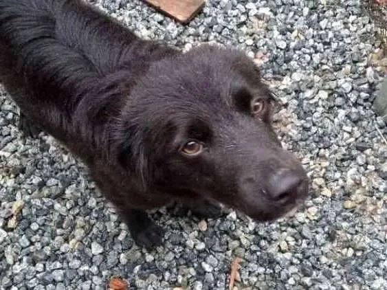 Cachorro ra a Vira lata idade 1 ano nome Baylay