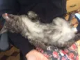 Dengoso e Luna