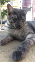 Dengoso e Luna
