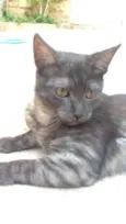 Dengoso e Luna