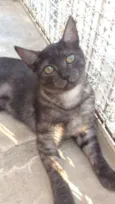 Dengoso e Luna