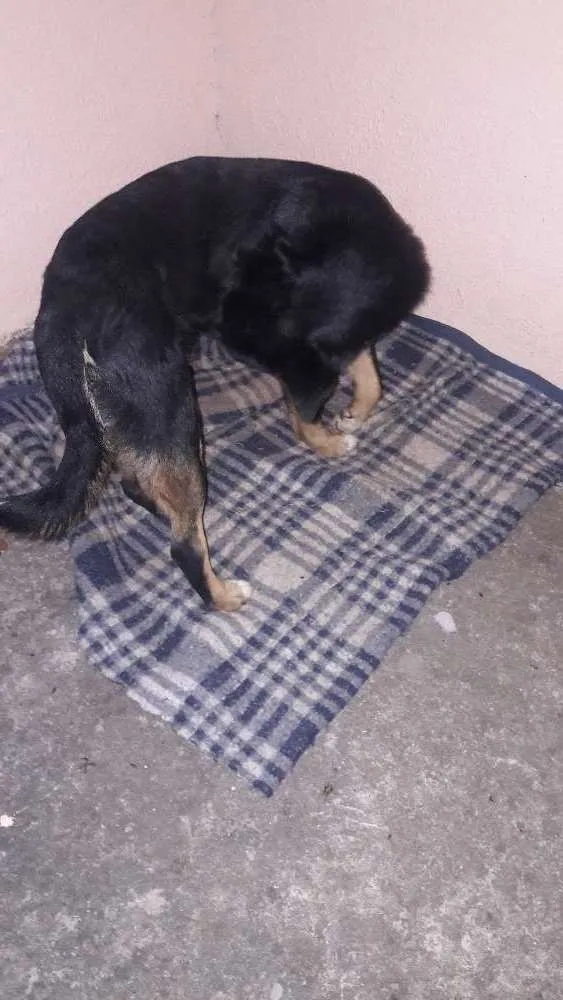 Cachorro ra a SRD idade 2 anos nome Nick 
