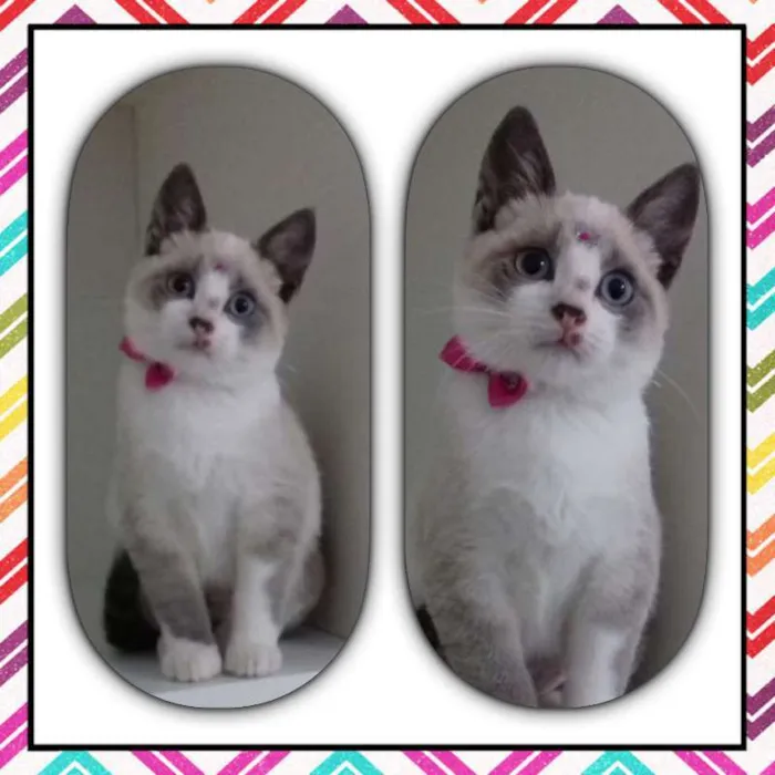 Gato ra a SRD idade 2 a 6 meses nome Cindy