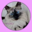 Catarina