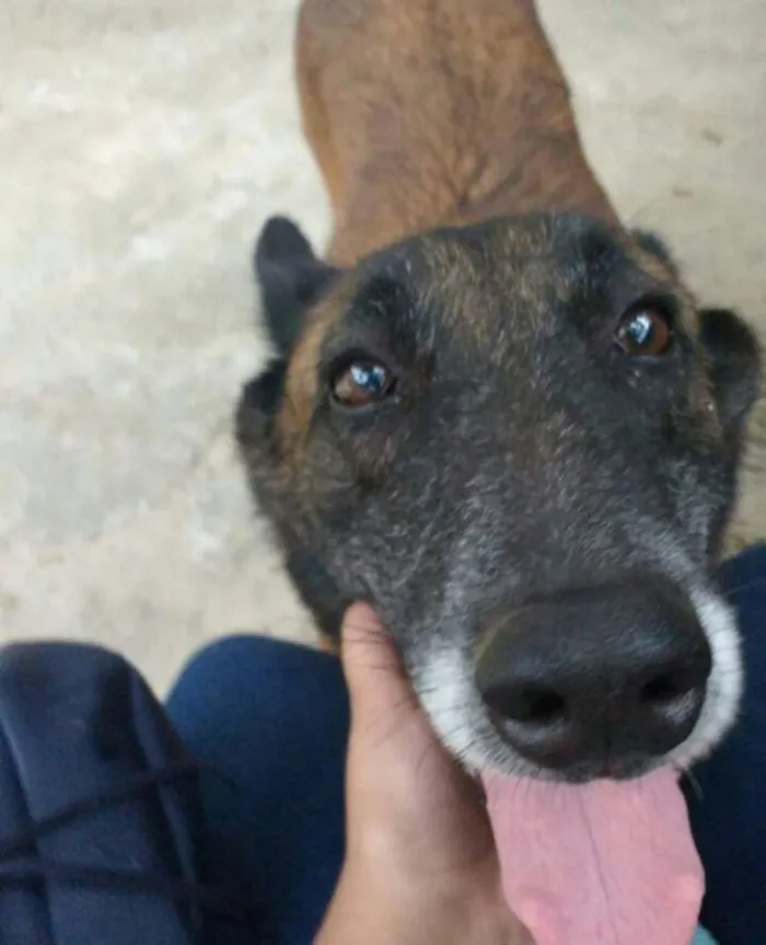 Cachorro ra a Pastora Francesa idade 6 ou mais anos nome Etna