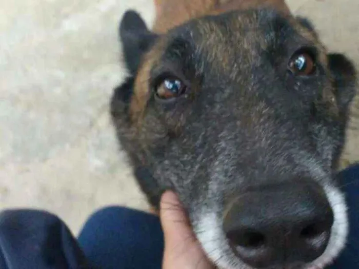 Cachorro ra a Pastora Francesa idade 6 ou mais anos nome Etna