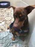 “Bug”