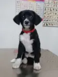 Cookie