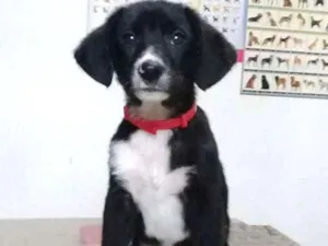 Cachorro raça SRD idade 2 a 6 meses nome Cookie