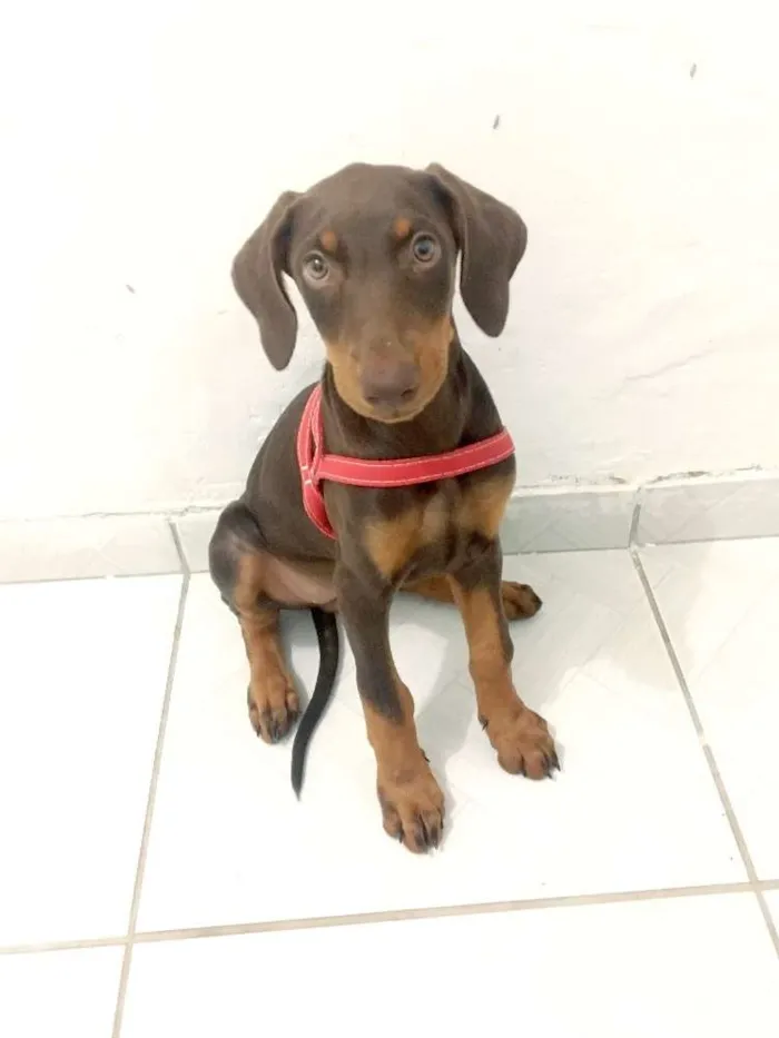 Cachorro ra a Dobermann  idade 2 a 6 meses nome Darah