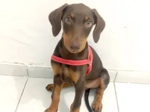 Cachorro raça Dobermann  idade 2 a 6 meses nome Darah
