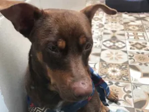 Cachorro raça Srd idade 2 anos nome “Bug”