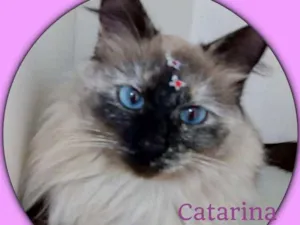 Gato raça srd idade 1 ano nome Catarina 