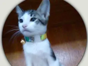 Gato raça SRD idade 2 a 6 meses nome Horácio