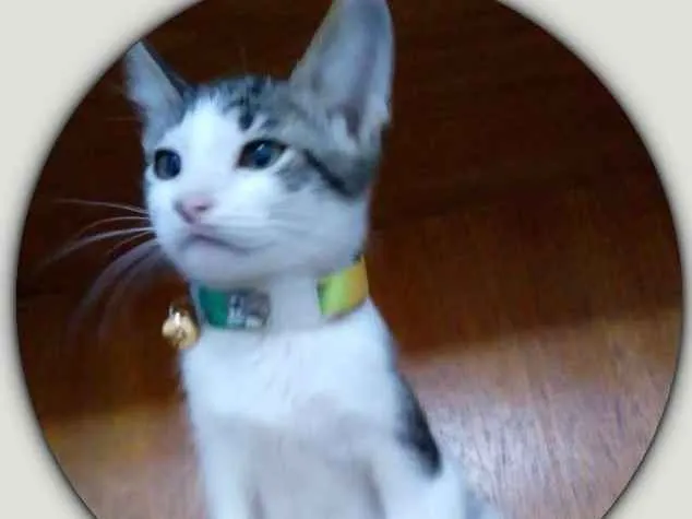Gato ra a SRD idade 2 a 6 meses nome Horácio