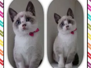 Gato raça SRD idade 2 a 6 meses nome Cindy