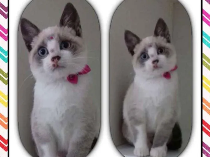 Gato ra a SRD idade 2 a 6 meses nome Cindy