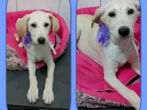 Cachorro raça srd idade 2 a 6 meses nome Babalu