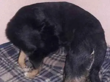 Cachorro ra a SRD idade 2 anos nome Nick 