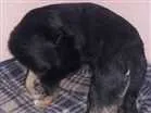 Cachorro raça SRD idade 2 anos nome Nick 