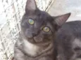 Dengoso e Luna