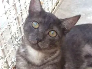 Gato raça SRD idade 2 a 6 meses nome Dengoso e Luna
