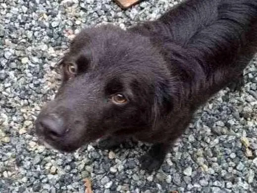 Cachorro ra a Vira lata idade 1 ano nome Baylay