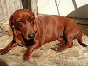Cachorro raça Dashshund/Salsicha idade 4 anos nome Nina
