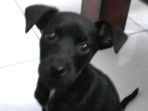 Cachorro raça vira lata idade 2 a 6 meses nome Pretinha