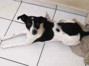 Cachorro raça Vira lata idade 2 anos nome Max