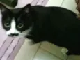 Preta
