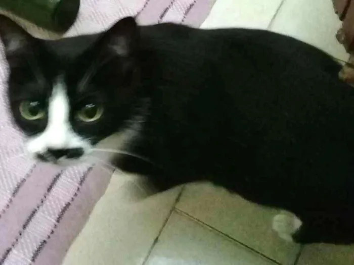 Gato ra a Vira lata idade 2 anos nome Preta