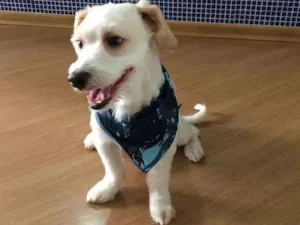 Cachorro raça SRD idade 2 anos nome Jimmy