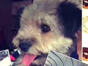 Cachorro raça Indefinida idade 3 anos nome Lilica