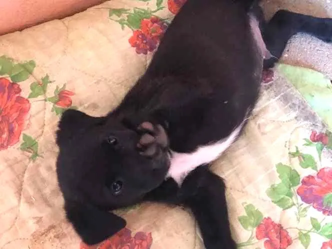 Cachorro ra a Vira-Lata idade 2 a 6 meses nome Romeu