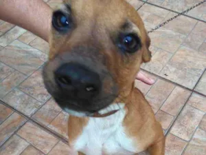Cachorro raça Srd idade 2 a 6 meses nome Wood