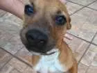 Cachorro raça Srd idade 2 a 6 meses nome Wood