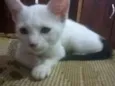 filhotes de gato
