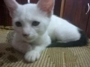 Gato raça  idade Abaixo de 2 meses nome filhotes de gato