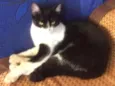 Oreo