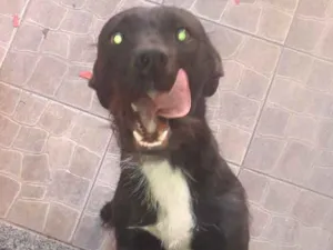 Cachorro raça Vira lata idade 1 ano nome Ghost