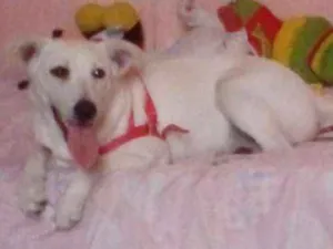 Cachorro raça Srd idade 7 a 11 meses nome Luna