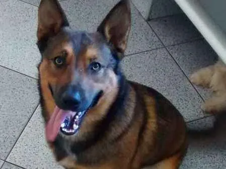 Cachorro ra a Pastor Belga idade 1 ano nome Zeus