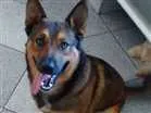 Cachorro raça Pastor Belga idade 1 ano nome Zeus