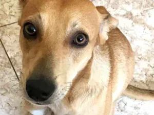 Cachorro raça SRD idade 1 ano nome Mel