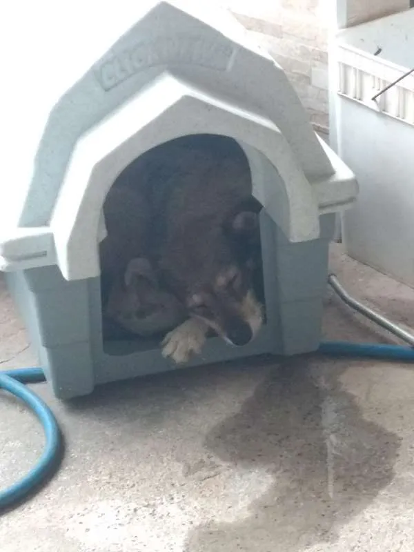 Cachorro ra a SRD idade 4 anos nome Estrela