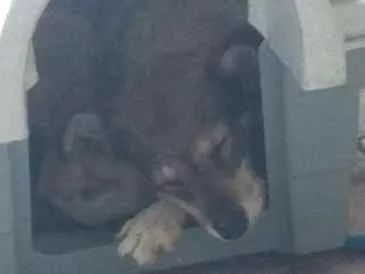 Cachorro ra a SRD idade 4 anos nome Estrela