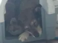 Estrela
