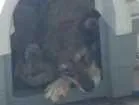 Cachorro raça SRD idade 4 anos nome Estrela